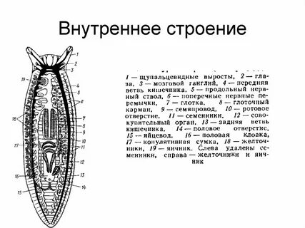 Строение беспозвоночного животного