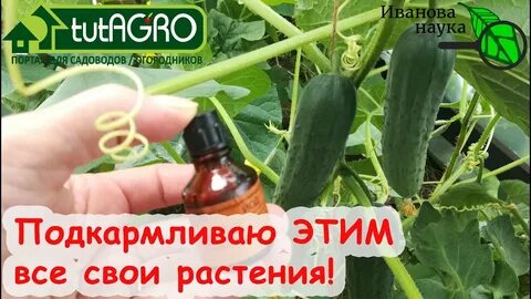 Йод для перцев