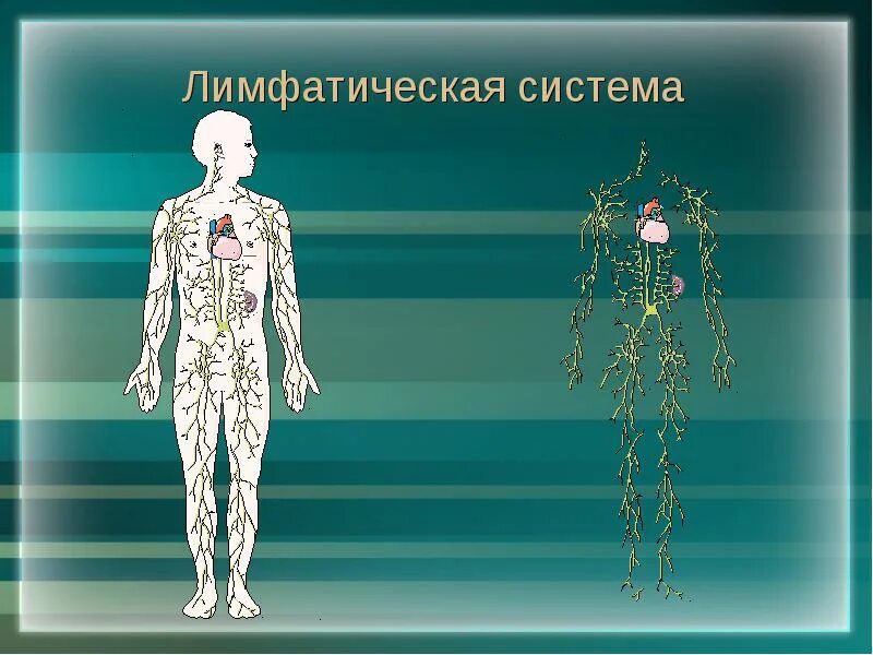 Здоровая лимфатическая система человека. Лимфатическая система тела человека. Лимфатическая система человека рисунок. Изображение лимфатической системы человека. Рисунок лимфатической системы