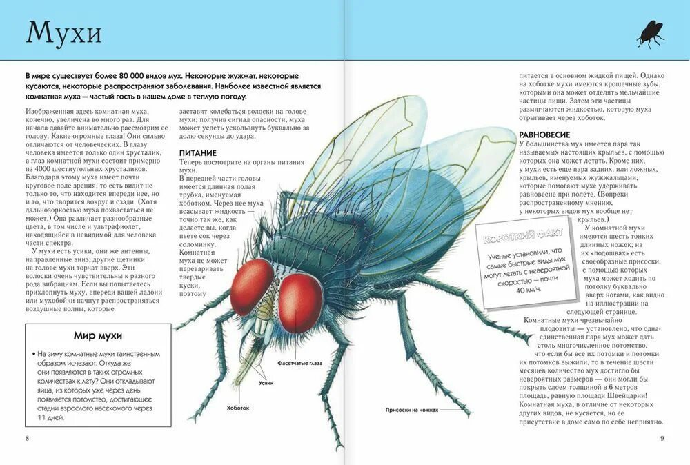 Сколько живет муха обыкновенная