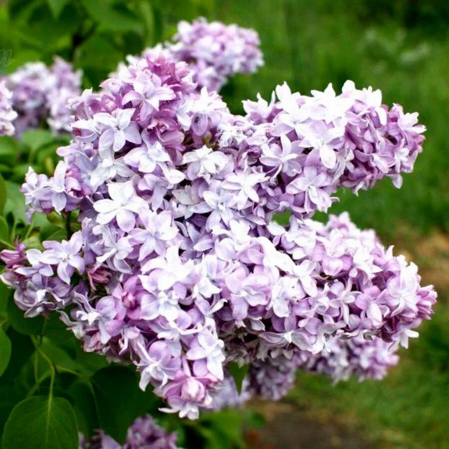 Сирень обыкновенная Nadezhda. Сирень Syringa vulgaris. Сирень обыкновенная Syringa vulgaris "Nadezhda". Известно что сирень