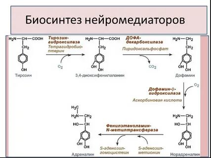 Гормоны и нейромедиаторы