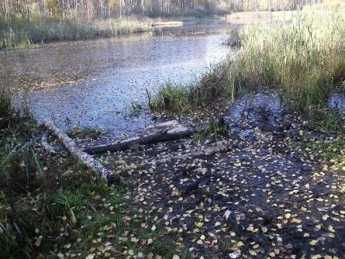 Мертвые водоемы. Пруд смерти. Ижорский пруд гибель птиц. Спонтанные могильники в лесу животных.