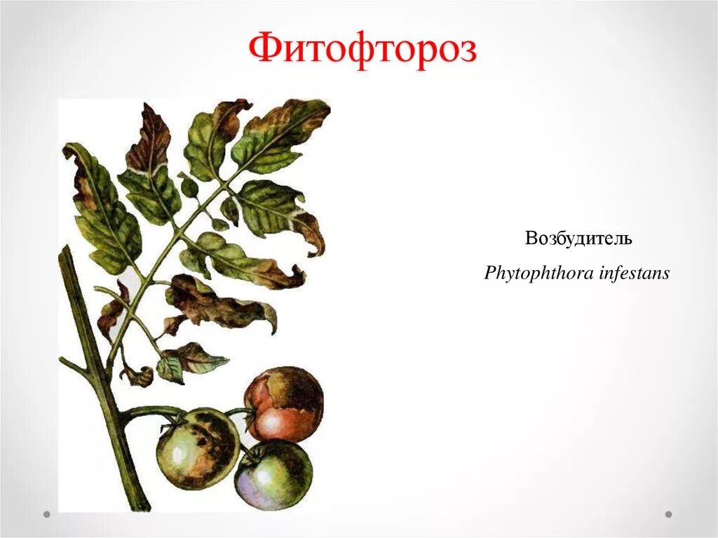 Фитофтороз на картошке. Возбудитель фитофтороза. Фитофтора инфестанс. Phytophthora infestans картофель. Возбудитель фитофтороза.