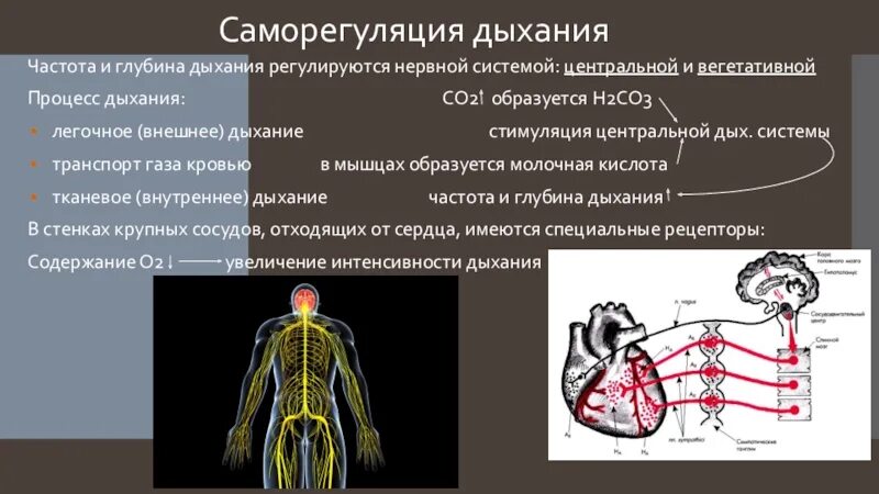 Вспомните как регулируется дыхание у человека зная. Процесс дыхания. Нервная система регулируется. Саморегуляция дыхательного процесса. Дыхательный нерв.