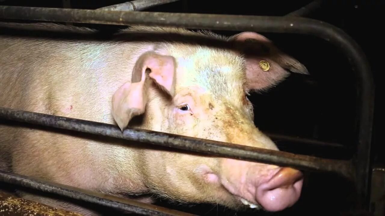 Свиноматка после. Свиноматка перед опоросом. Витамины для свиноматок после опороса. Свиноматка после. Слаборожденные поросята.