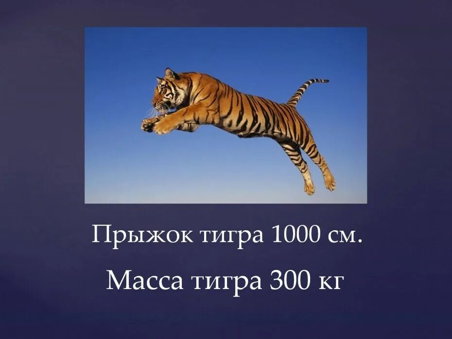 Какая длина тигра. Амурский тигр вес. Амурский тигр Размеры. Масса Амурского тигра. Тигр Размеры.