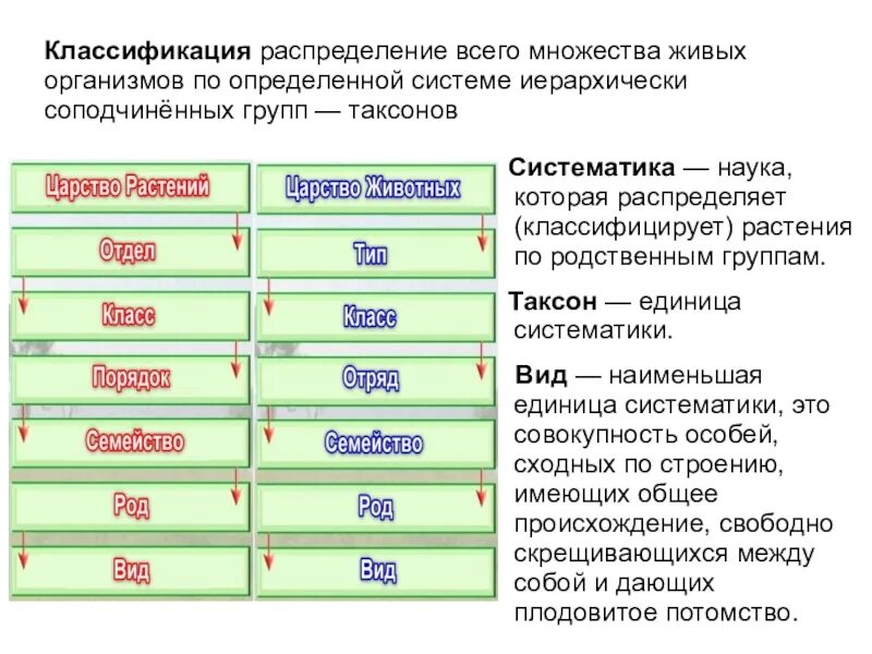 Систематика организмов биология. Классификация живых организмов таблица. Классификация живых организмов 5 класс биология. Принципы современной классификации организмов. Класификация живых организмах.