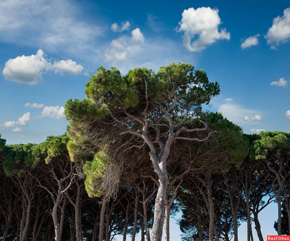 Пиния это. Сосна итальянская Пиния. Сосна Pinus pinea. Сосны пинии Португалия.