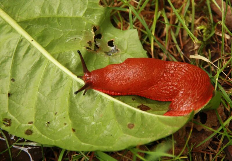 СЛИЗЕНЬ Arion Rufus. Arion vulgaris СЛИЗЕНЬ. . Рыжий СЛИЗЕНЬ (Arion lusitanicus). СЛИЗНЯК рыжий испанский. Кто ест слизней