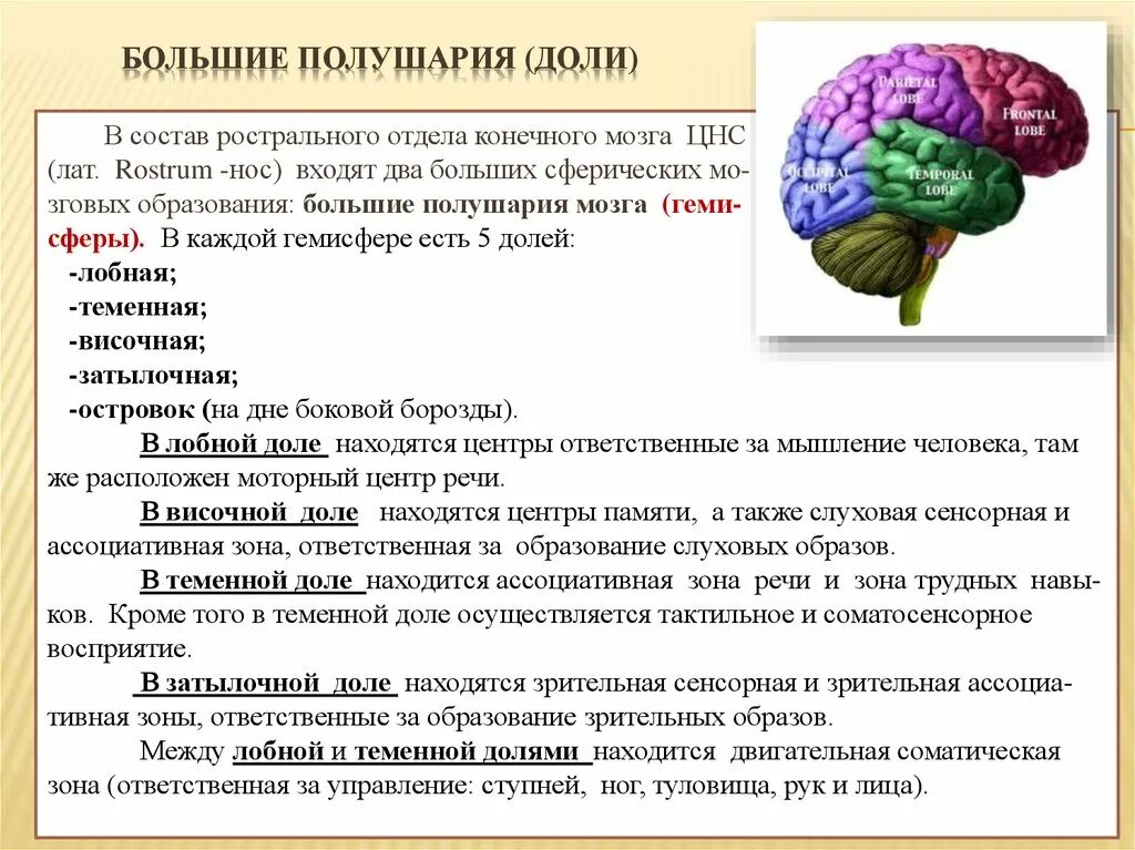 Функция лобной доли конечного мозга. Доли ГМ И их функции. Конечный мозг строение и функции доли мозга. В каждом полушарии долей