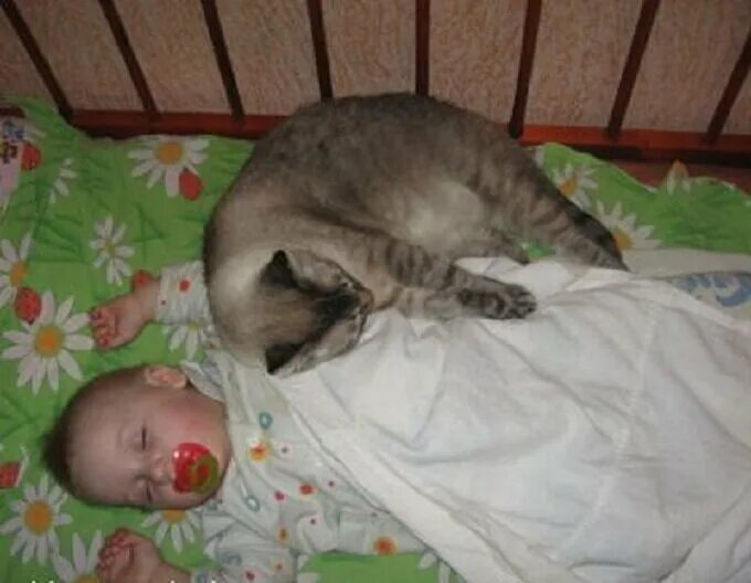 Кот спавший ребенка. Кот в детской кроватке. кошка в кроватке новорожденного. кот с ребенком в кроватке. кот спит в детской кроватке.