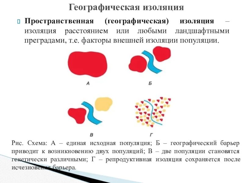 Изолирующие факторы. Географическая изоляция. Географическая изоляция популяций. Примеры пространственной изоляции в биологии. Изоляция в генетике популяций.