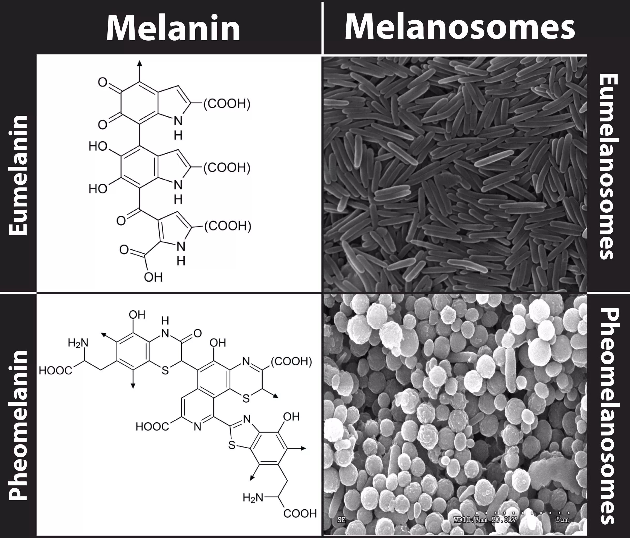 Строение пигментов. Меланин эумеланин феомеланин. Синтез пигмента меланина. Меланин пигмент строение. Пигмент меланин формула.