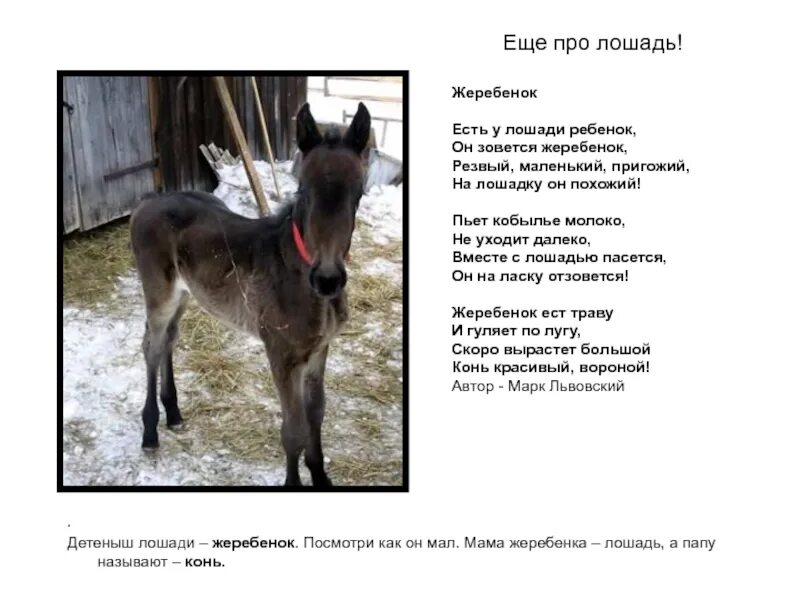 Песня про кобылу