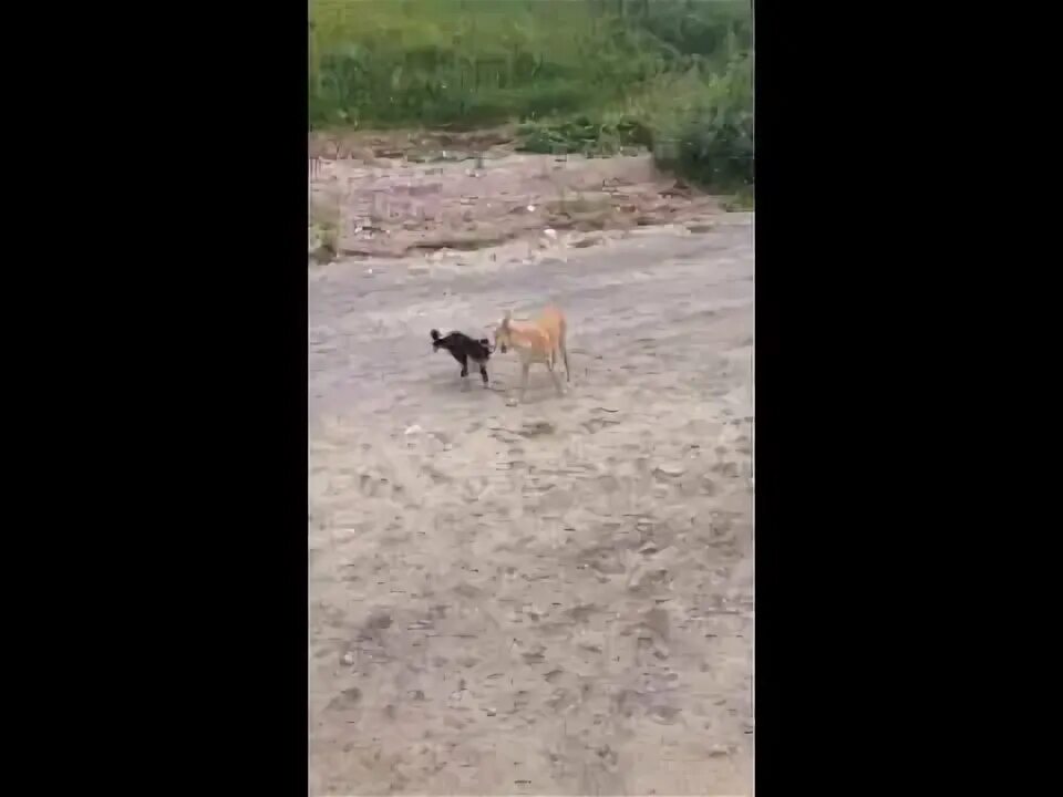Псу 2 уровень. Псу 2 уровень