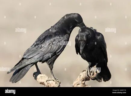 RF2AMP176–Common. www.alamy.comlicenses-and-pricing?v=1https. shopping_ca...