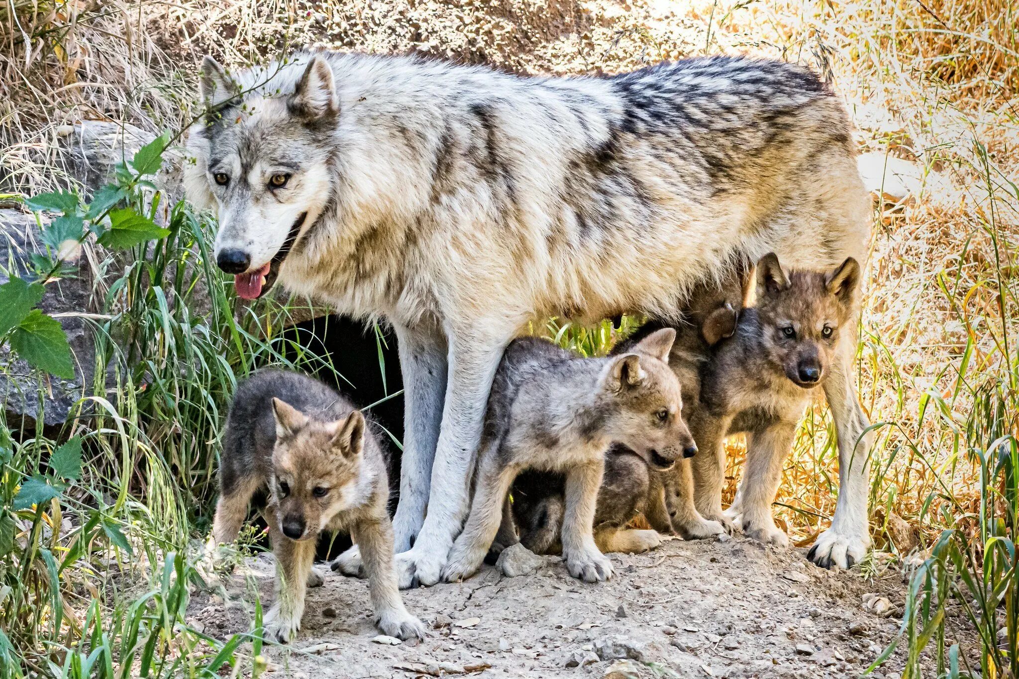 Дикая жизнь волков. Волк волчица Волчонок семья. Волк, волчица,семья Волков. Волк с волчатами. Волчица с волчатами.