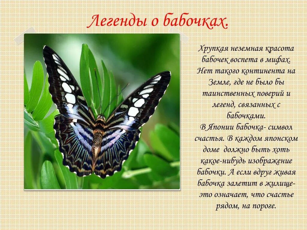 Бабочка какая признаки. Бабочки в мифах и легендах. Описание бабочки. Легенда о бабочке для детей. Сообщение о бабочке.