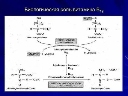 Какую биологическую роль в организме выполняют витамины