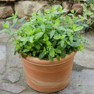 Марокканская мята