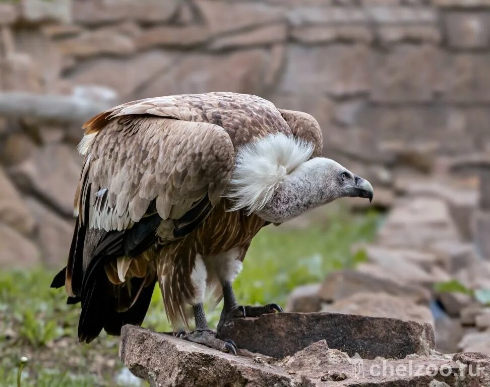 кумай (гималайский гриф). белоголовый орел-стервятник. белоголовый сип. орел стервятник. птицы старого света.