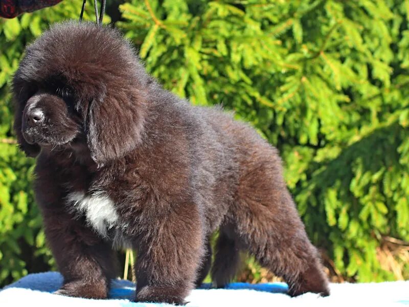 Питомник ньюфаундлендов москва и область. Ньюфаундленд питомник. Ньюфаундленд питомник. Ньюфаундленд питомник. Ньюфаундленд питомник.