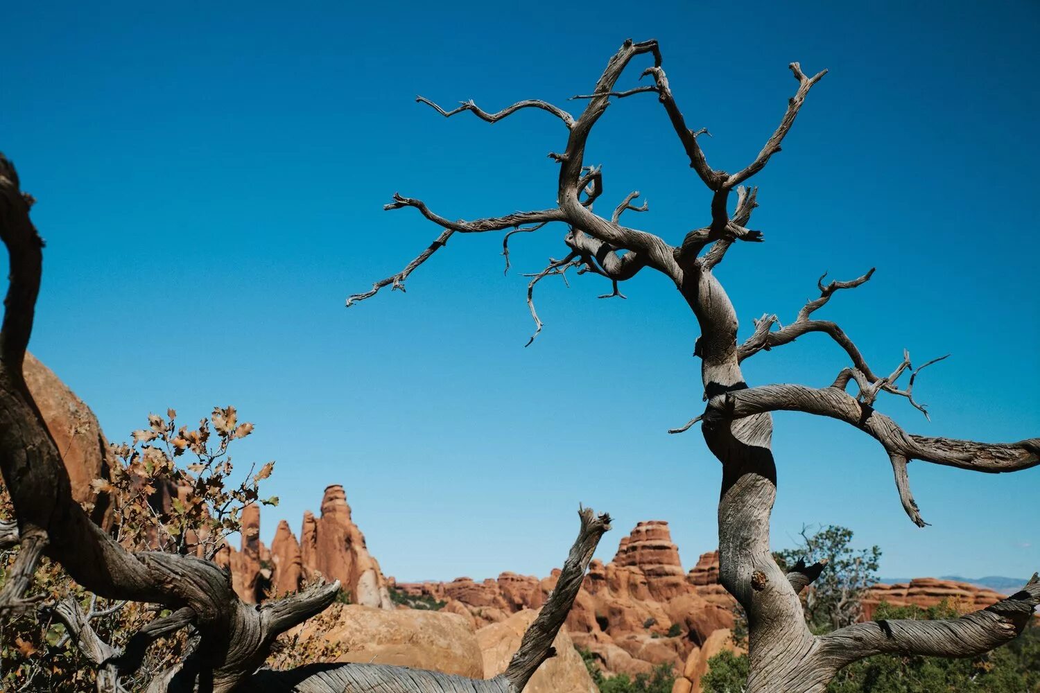Nearer tree