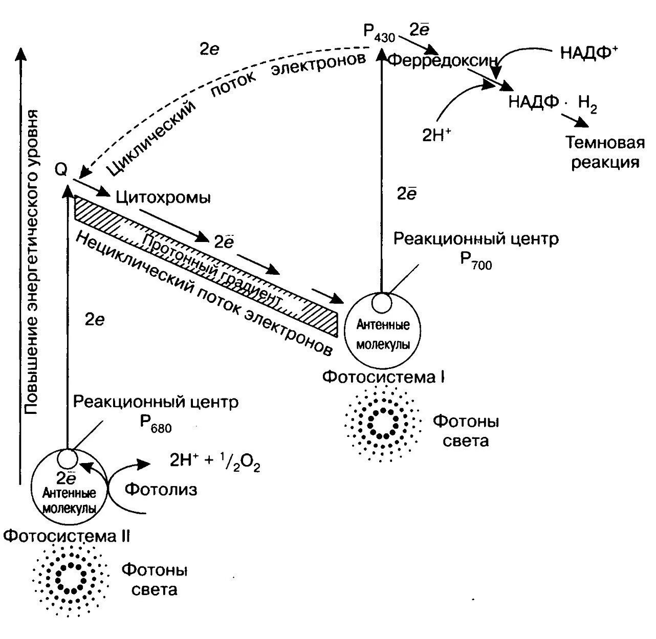 Световая фаза последовательность процессов. Световая фаза фотосинтеза схема. Схема световой фазы фотосинтеза 10 класс. Схема световая фаза фотосинтеза фотосистемы. Световая фаза фотосинтеза схема ЕГЭ.