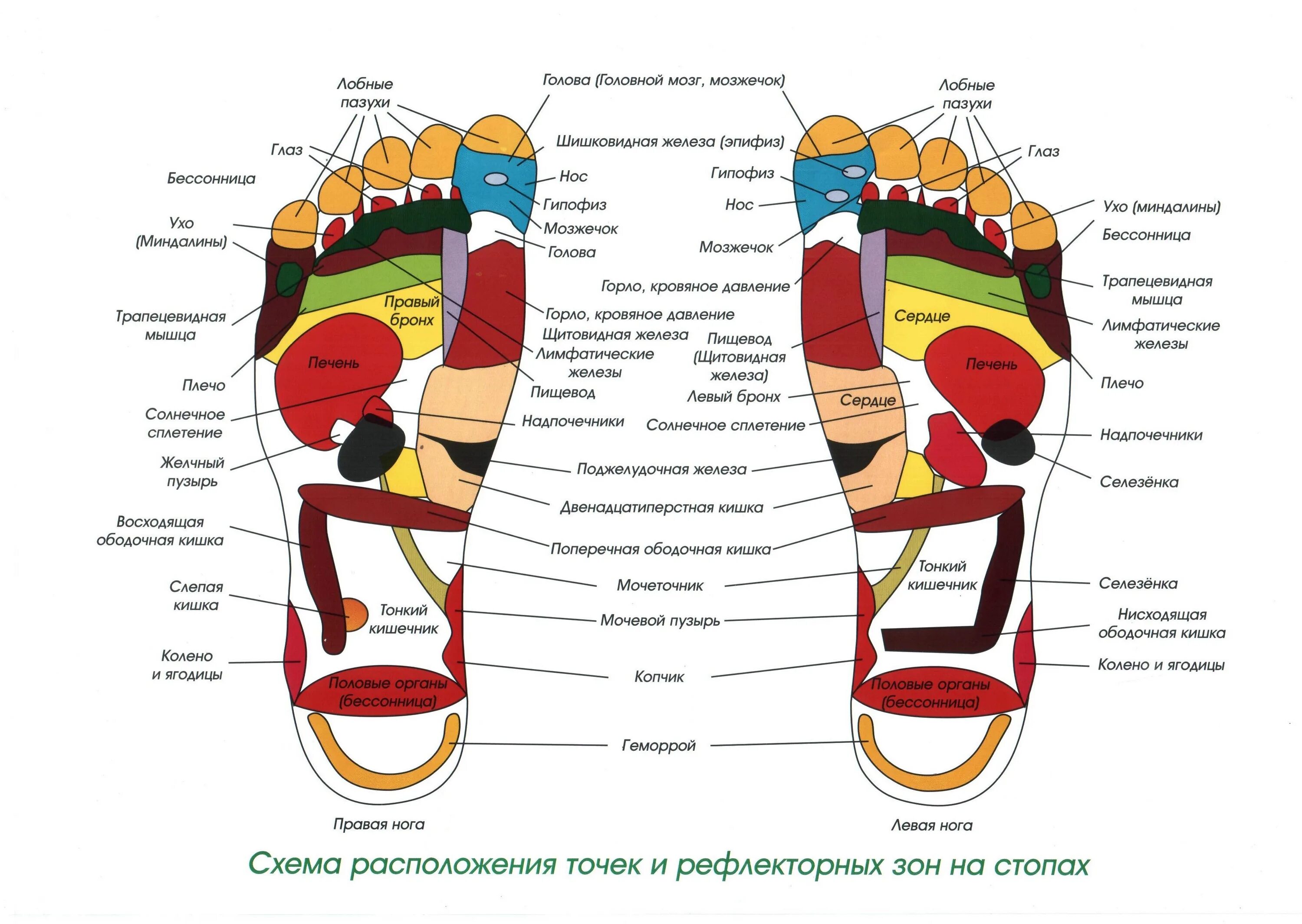 Подошва болит что делать. Болит левая стопа ноги снизу причина. болит стопа ноги снизу. болит ступня посередине снизу. болит правая стопа ноги снизу причина.