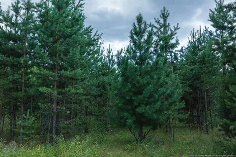 Бузулукский бор оренбургская область
