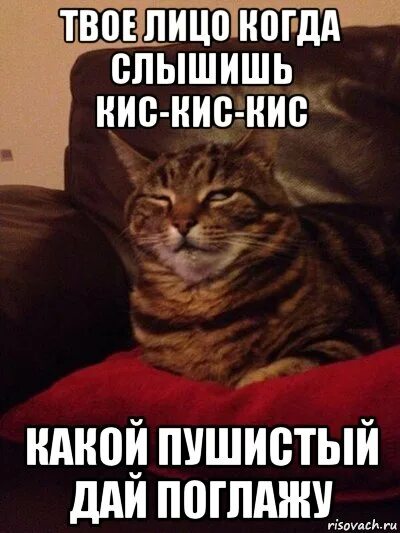 Кис кис кис кис твои поцелуи. Кис кис мем. кис кис ты котик. кис кис кис кис я котик ты котик. кисы мемы.
