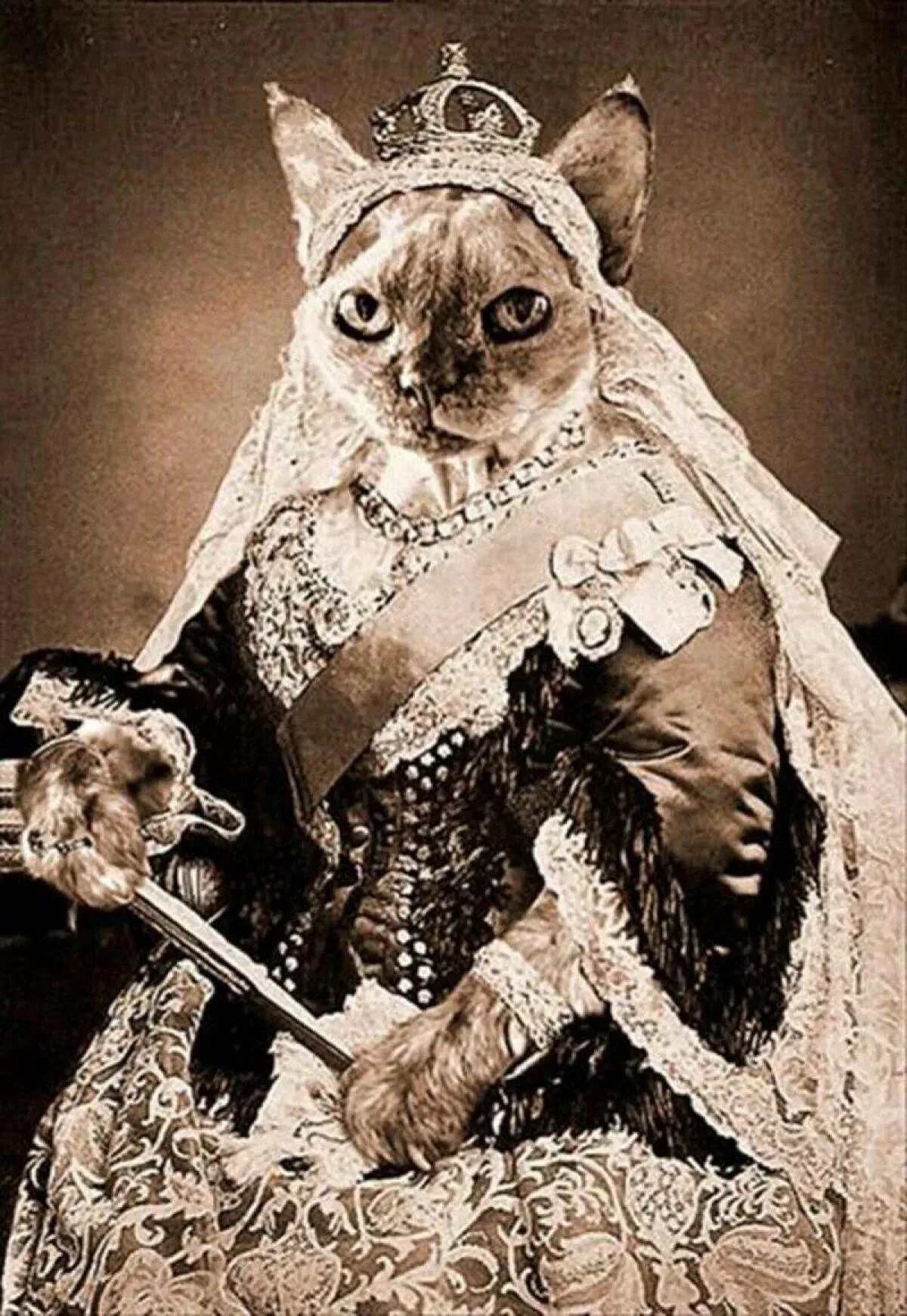 Кошечки королевы. Кошка царица. Кошка Императрица. Кошачья Королева. Кошка королевы Виктории.
