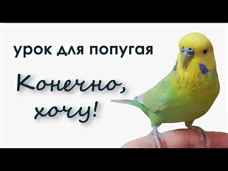 Попугай говорит уроки. Урок для попугая привет. Учим попугая говорить привет. Как научить попугая говорить привет. Обучающий урок как научить попугая разговаривать.