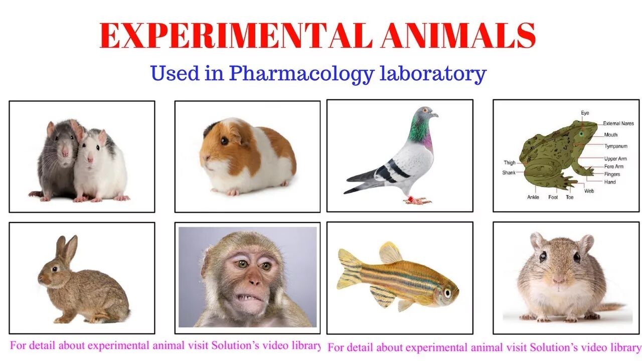 Use of animals. Экспериментальные животные и их виды. laboratory animals. зоологический эксперимент на животных.