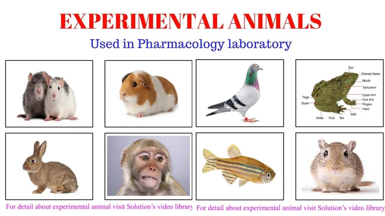 Animal lab. Экспериментальные животные и их виды. Laboratory animals. Зоологический эксперимент на животных.