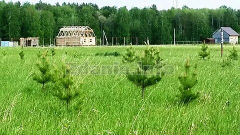 Участок земли под лесом