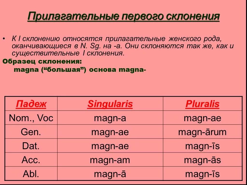 Первый второй это прилагательные. Прилагательные 2 склонения латынь. Склонение прилагательных первого склонения латынь. Прилагательные первого склонения в латинском языке. Прилагательные 1 и 2 склонения в латинском языке.