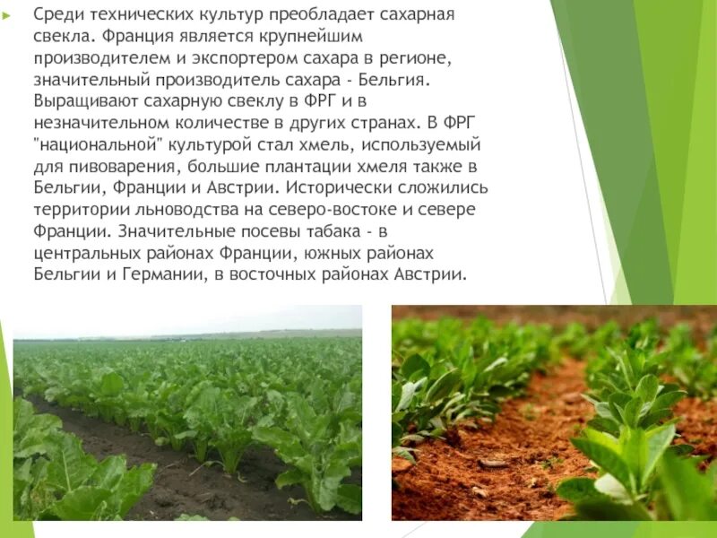 Какое направление в сельском хозяйстве преобладает фрг
