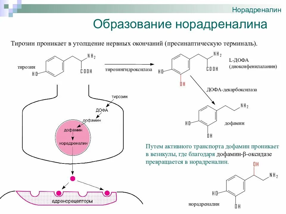 Адреналин образуется. Схема образования норадреналина. Функции норадреналина биохимия. Синтез норадреналина схема. Адреналин и норадреналин механизм.