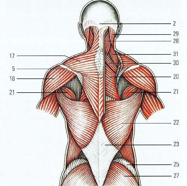 Поясница схема. Атлас Синельников мышцы спины. Ромбовидные мышцы спины анатомия. Мышцы спины Синельников.