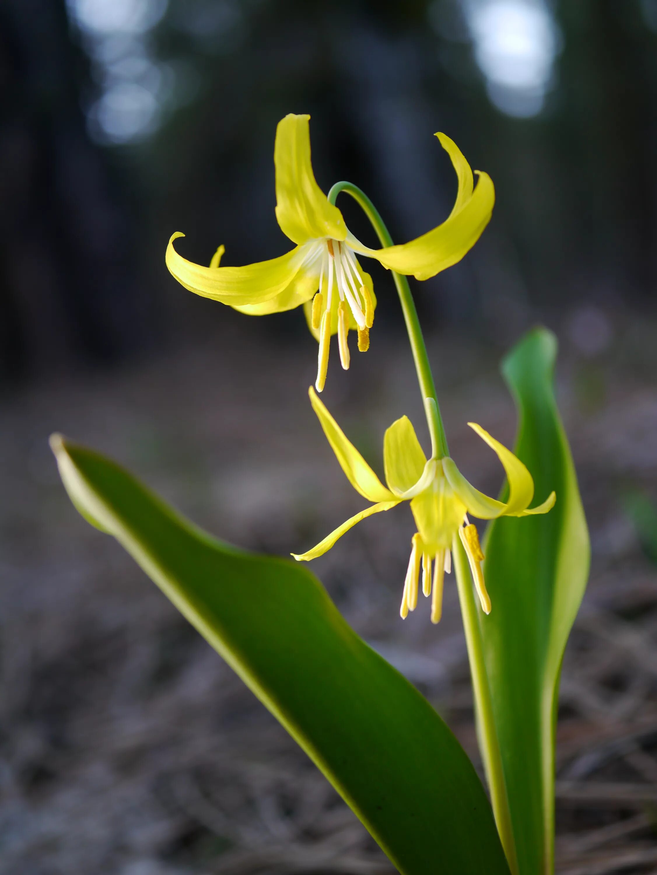 Эритрониум. Erythronium grandiflorum. Эритрониум Кондо. Эритрониум калифорнийский. Эритрониум дэнс-Канис.