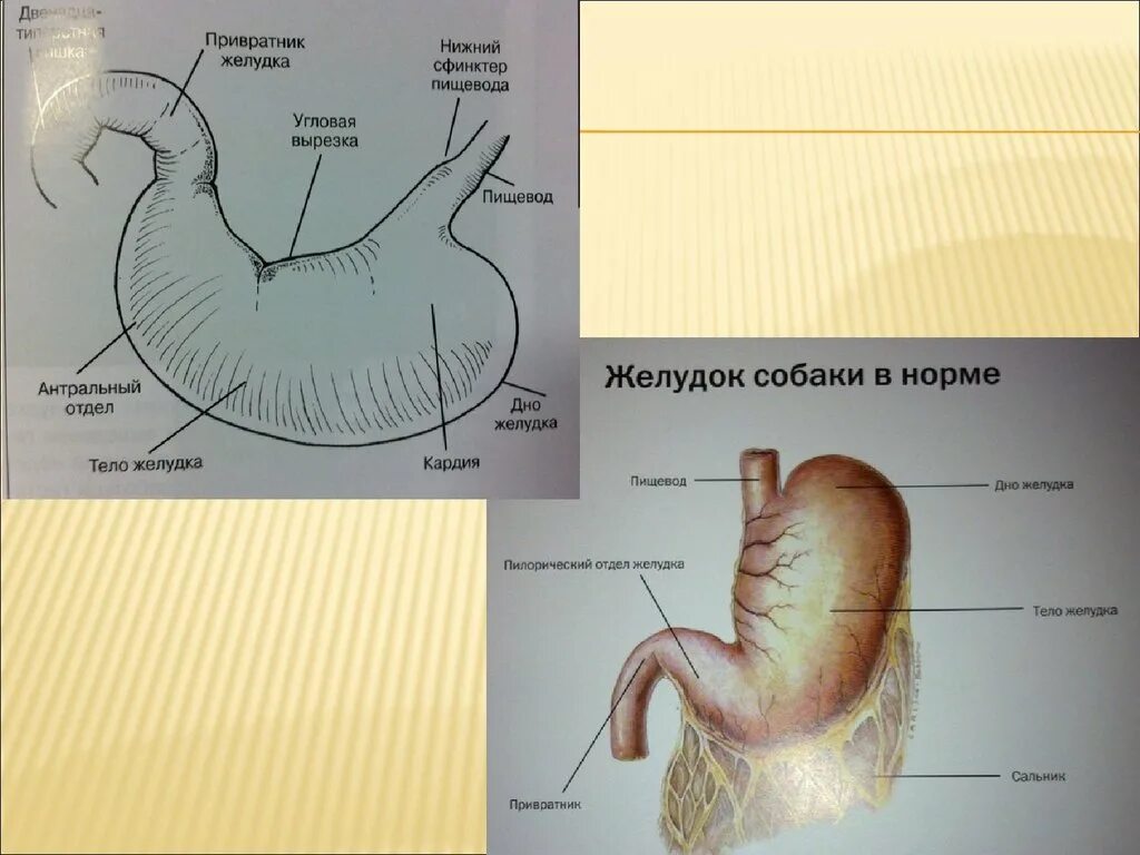 Строение желудка собаки. Желудок собаки анатомия. Схема строения желудка собаки. Строение желудка собаки анатомия. Кто такой привратник