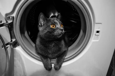 Кот в стиральной машинке