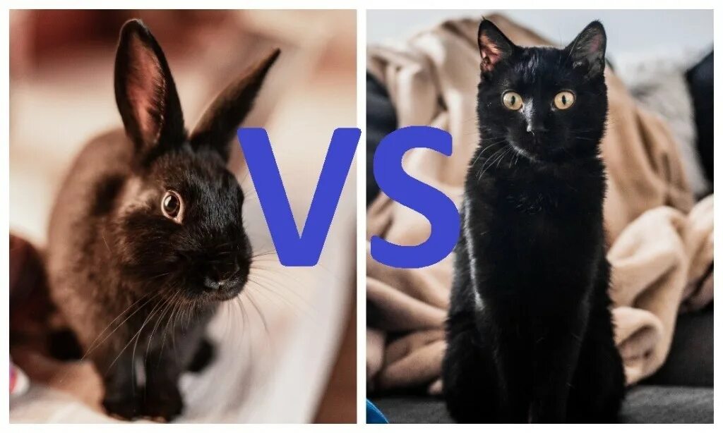 смешные котята и кролики. черный кот и белый кролик. год черного кролика кота. черная кошка и кролик. чёрный котик и зайка.