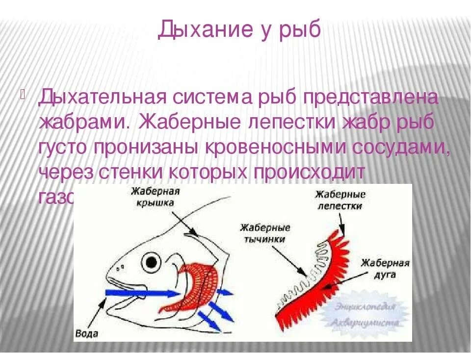 Характерные признаки типа жаберных щелей. Дыхательная система рыб 7 класс органы. Строение дыхательной системы рыб. Дыхательная система рыб 7 класс биология. Дыхательная система рыб 7 класс биология кратко.