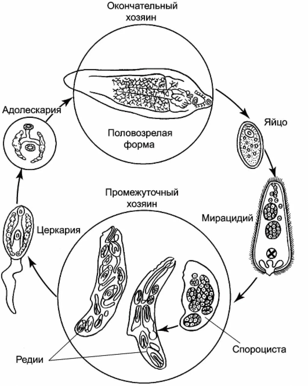 Схема жизненного цикла печеночного сосальщика. Фасциола печеночная жизненный цикл. Печеночный сосальщики жизненный цмкоюю. Цикл развития печеночного сосальщика. Цикл развития червей сосальщиков