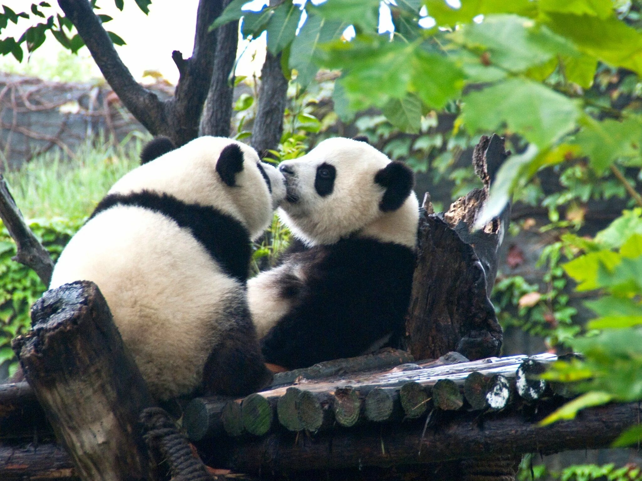 Pandas union