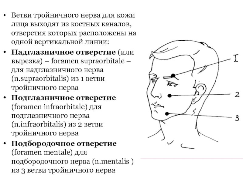 Болевая точка 1 ветви тройничного нерва. Места выхода ветвей тройничного нерва на лице. Проекция точек выхода тройничного нерва. Кожные ветви тройничного нерва проекция.