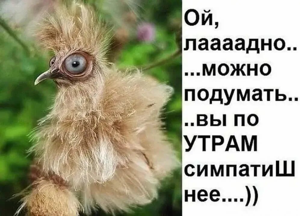 Доброе утро июля прикольные смешные картинки. Чокнутая птичка картинка доброе утро. доброе утро картинки позитивные жизнеутверждающий прикольные. доброе утро прикол ржач работа.